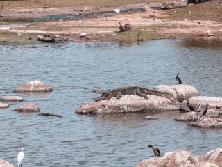 Krokodile Arugam Bay Sri Lanka