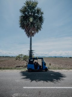 Tuk Tuk Palme Sri Lanka