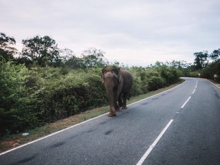 Yala National Park Sri Lanka